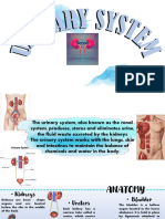 Urinary System