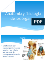 Anatomía y Fisiología de Los órganos-Nariz-Faringe-Laringe-Tráquea-Bronquios-Bronquiolos y Pulmones