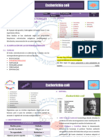 M-R5-T50-Escherichia Coli