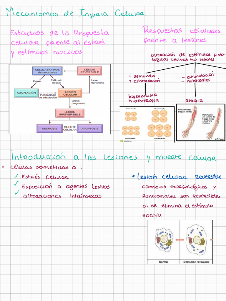 Mecanismos de La Injuria Celular Clase 02 - 230828 - 210941 | PDF