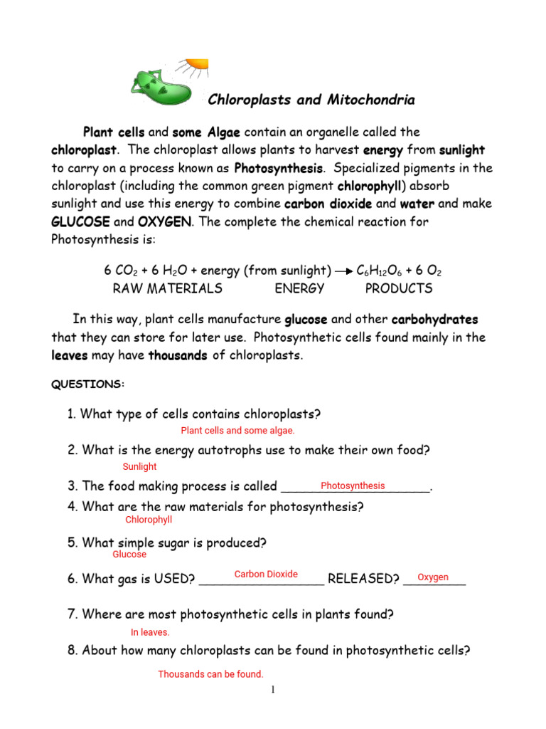 Kami Export - Angelina Lopez - Chloroplasts_and_Mitochondria_worksheet ...