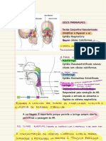 Histologia Respiratório 2