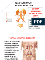 Sistema Urinario-2