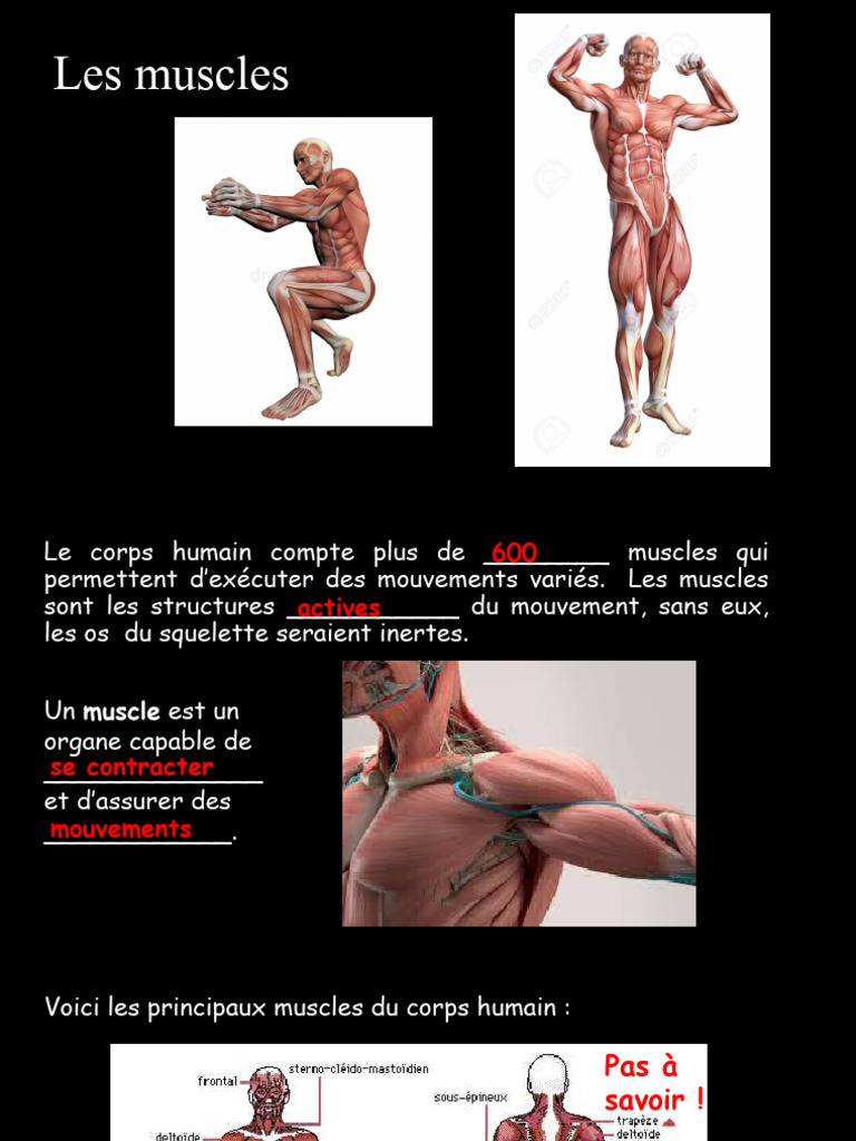 Les muscles du corps humain en détail | PDF | Muscle | Anatomie