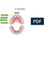 Dentinción Temporal y Permanente