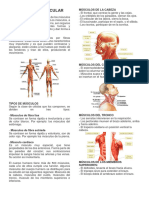 El Sistema Muscular