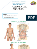 Anatomia Del Abdomen