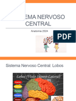 Aula 2 - Sistema Nervoso Central