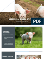 Identifying and Classifying Swine Breeds | PDF | Pig | Livestock