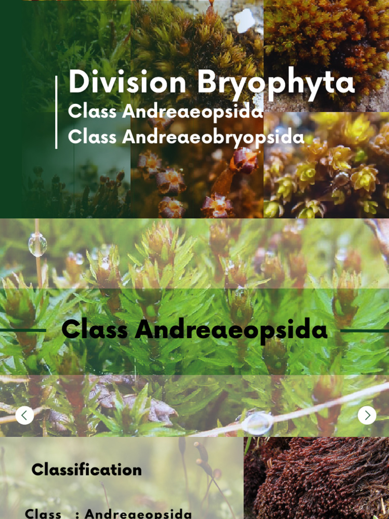G3 Division Bryophyta | PDF | Moss | Botany