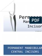 Permanent Mandibular Incisors