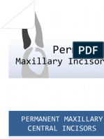 Permanent Maxillary Incisors