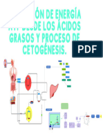 Glucogénesis y Glucogenólisis