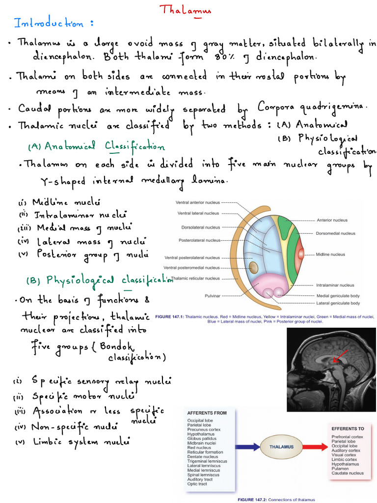 Thalamus | PDF | Thalamus | Brain
