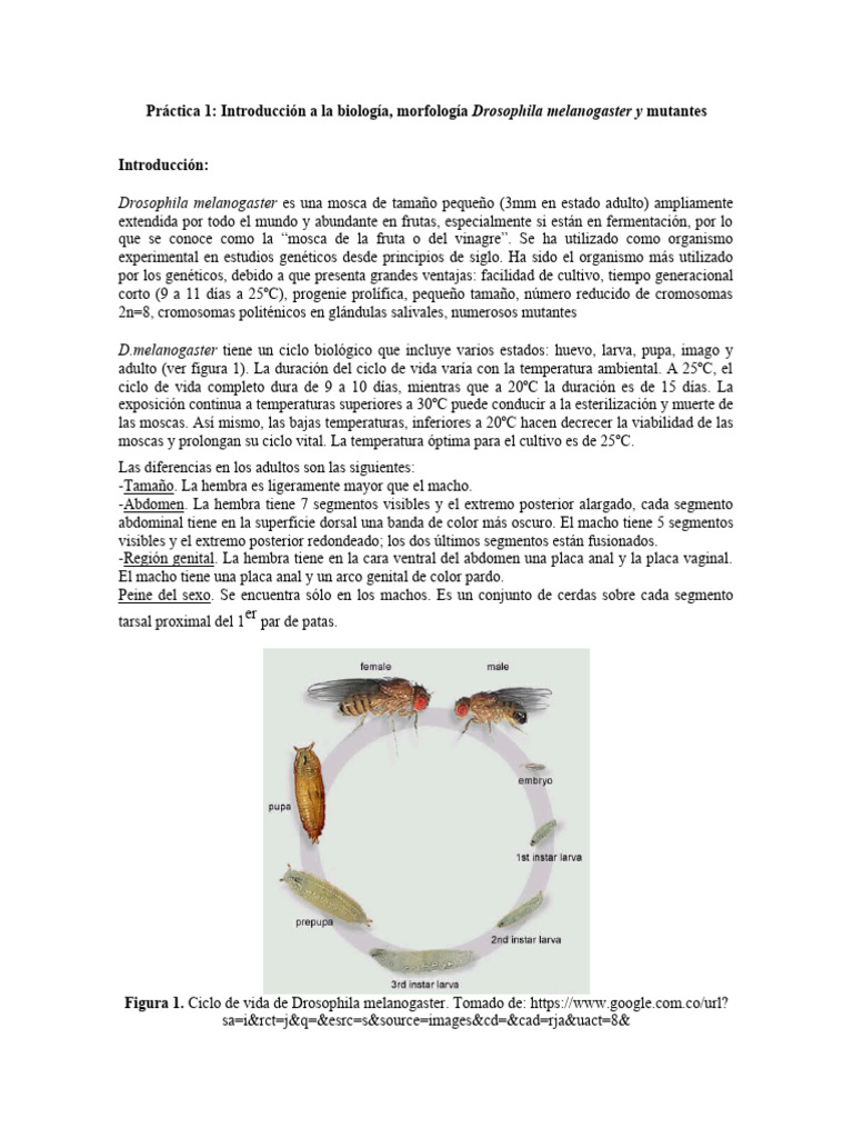 Ciclo de vida de Drosophila melanogaster | PDF | Drosophila ...
