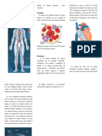 El Aparato Circulatorio