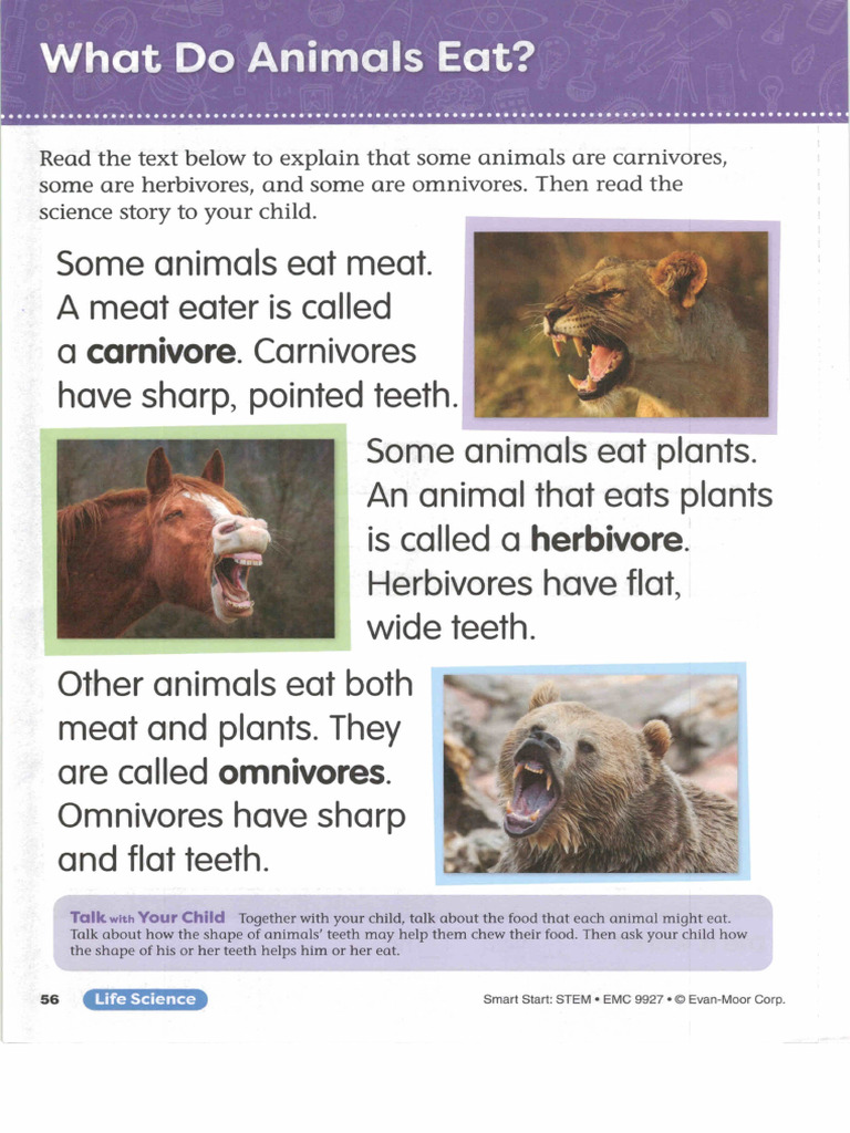 07 What Do Animals Eat | PDF