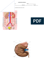 Practica #7. Lab Anatomia II