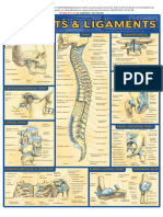 Resumão, Resumo, Articulações e Ligamentos, Anatomia - Passei Direto