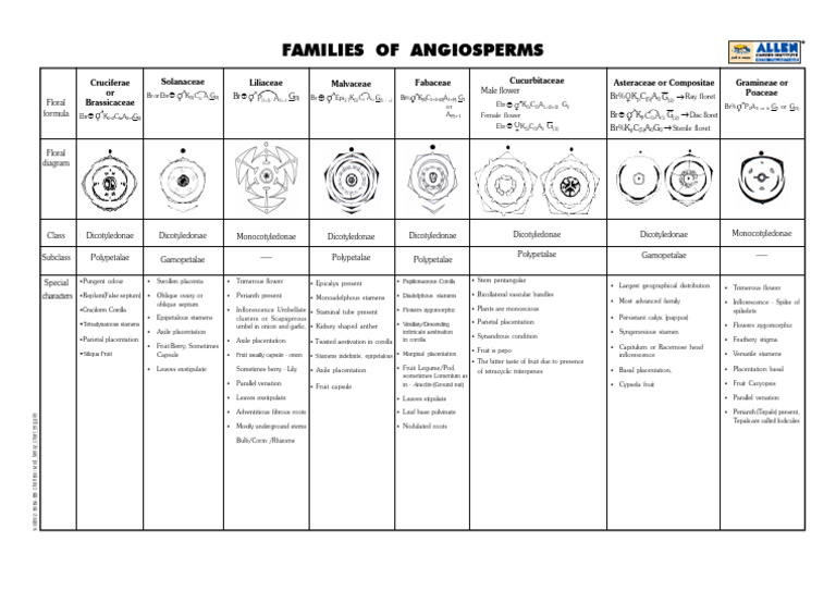 Families of Angiosperms: BG BG | PDF | Petal | Flowers