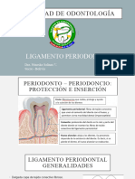 Ligamento Periodontal