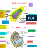 Celulas Procariote y Eucariota Funciones Fabi Nutrigenomica