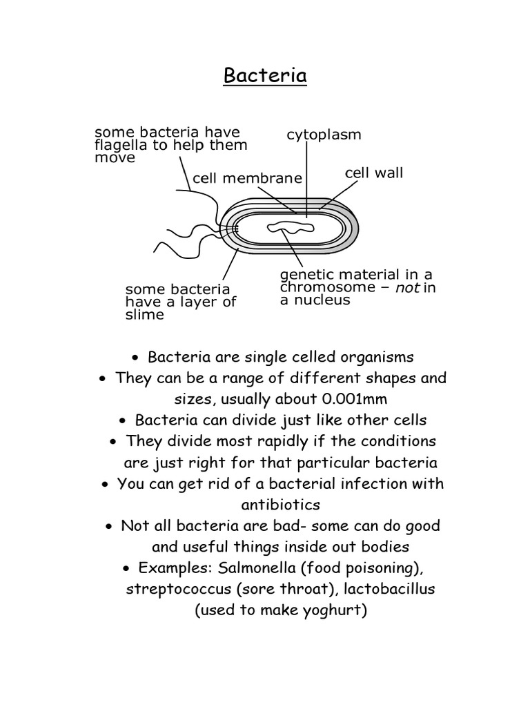 Bacteria fact sheet | PDF