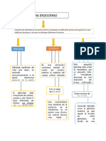 Cuadro Conceptual Sistema Hormonal