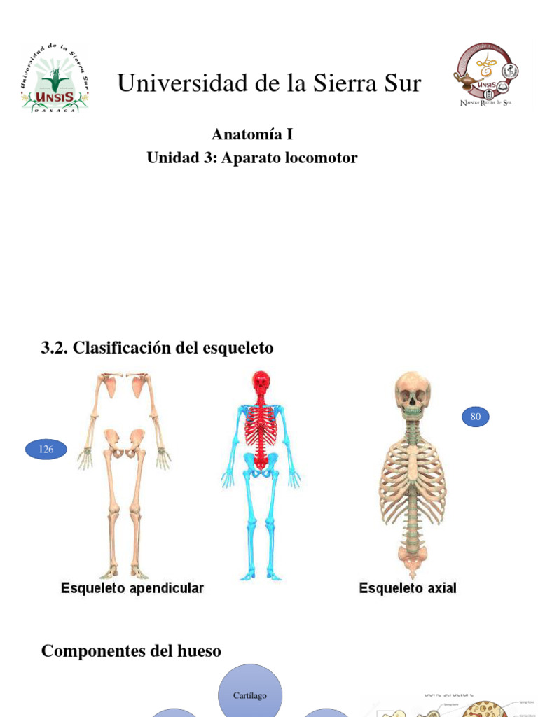 3 2 Clasificación Axial Pdf Vértebra Cráneo