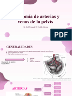 Arterias y Venas Pelvis