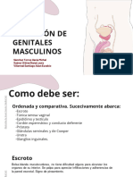 Palpación Genitales MSC