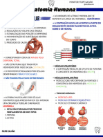 Resumo Anatomia Humana