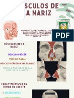 Músculos de La Nariz 1