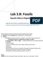 Lab 3B Fossils Lab Infos B15