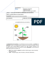 Alimentacion de Las Plantas - Fotosintesis