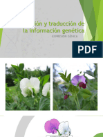 ADN, Transcripción y Traducción