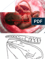 Tema 19 EMBRIOLOGIA 5