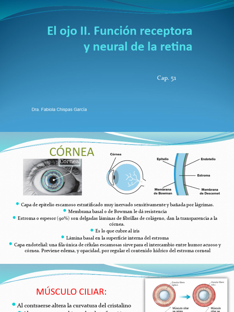 FUNCION NEURAL Y RECEPTORA DEL OJO cap. 51 | PDF | Percepción visual ...