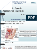 Aparato Reproductor Masculino