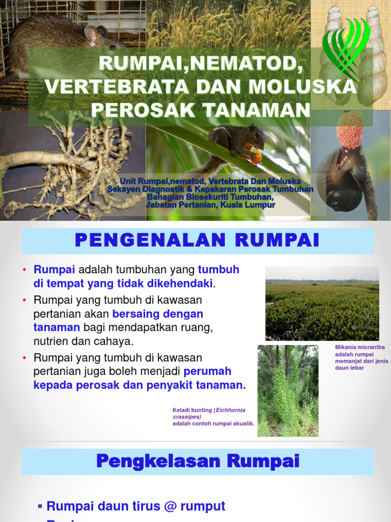 Pengenalan dan Klasifikasi Rumpai | PDF