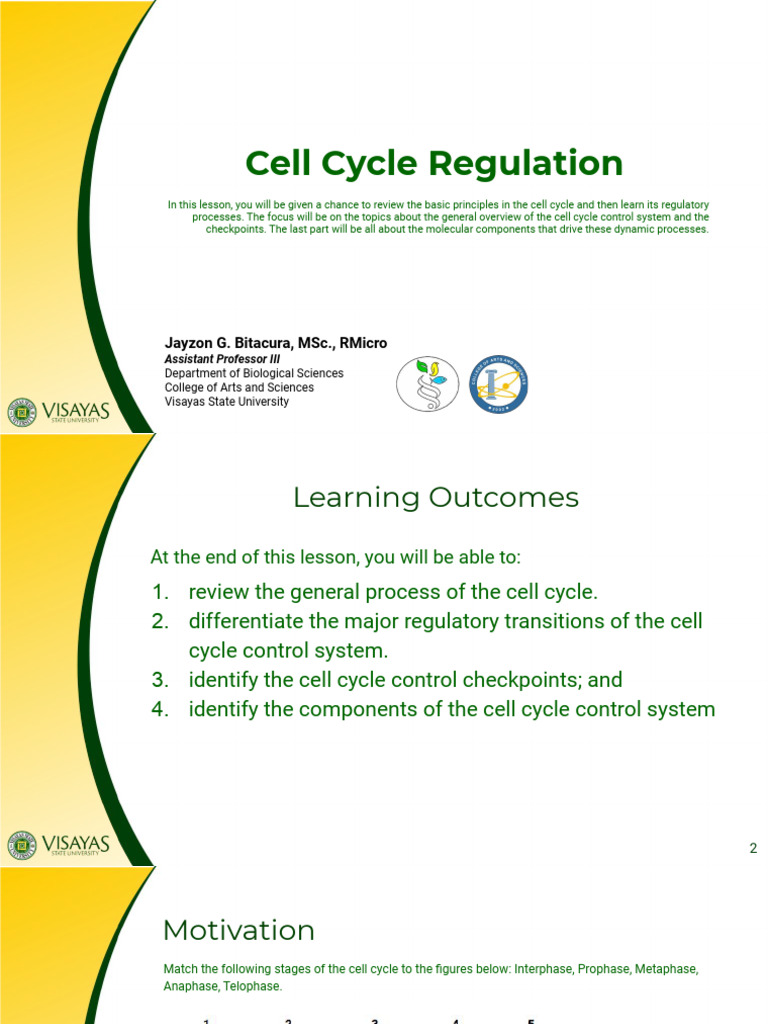 Cell Cycle Regulation Overview | PDF | Mitosis | Cell Cycle