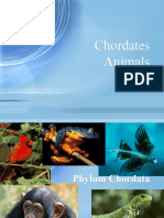 Chordates Animal