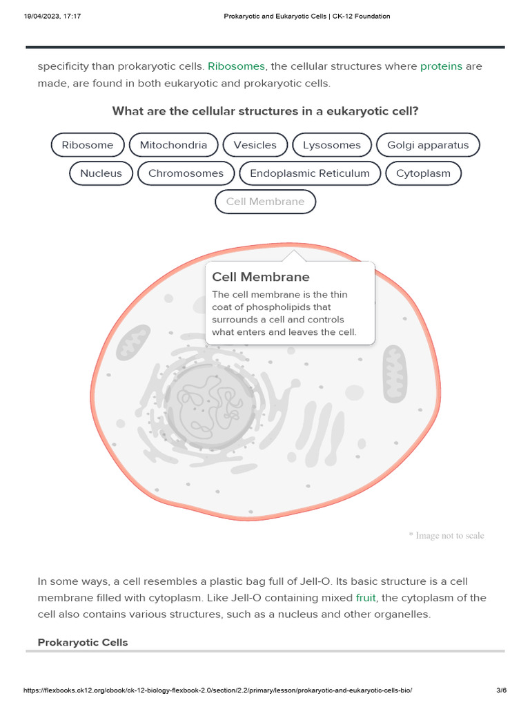 Eukariotic Cell Structures | PDF | Cell (Biology) | Cytoplasm