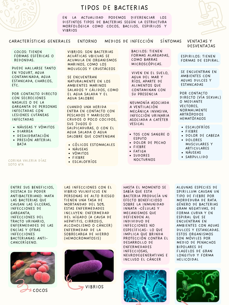 Tipos de Bacterias: Características y Riesgos | PDF | Las bacterias ...