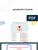Male Repro Sci10