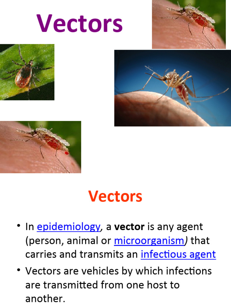 Vectors 2014 | PDF | Mosquito | Parasitism