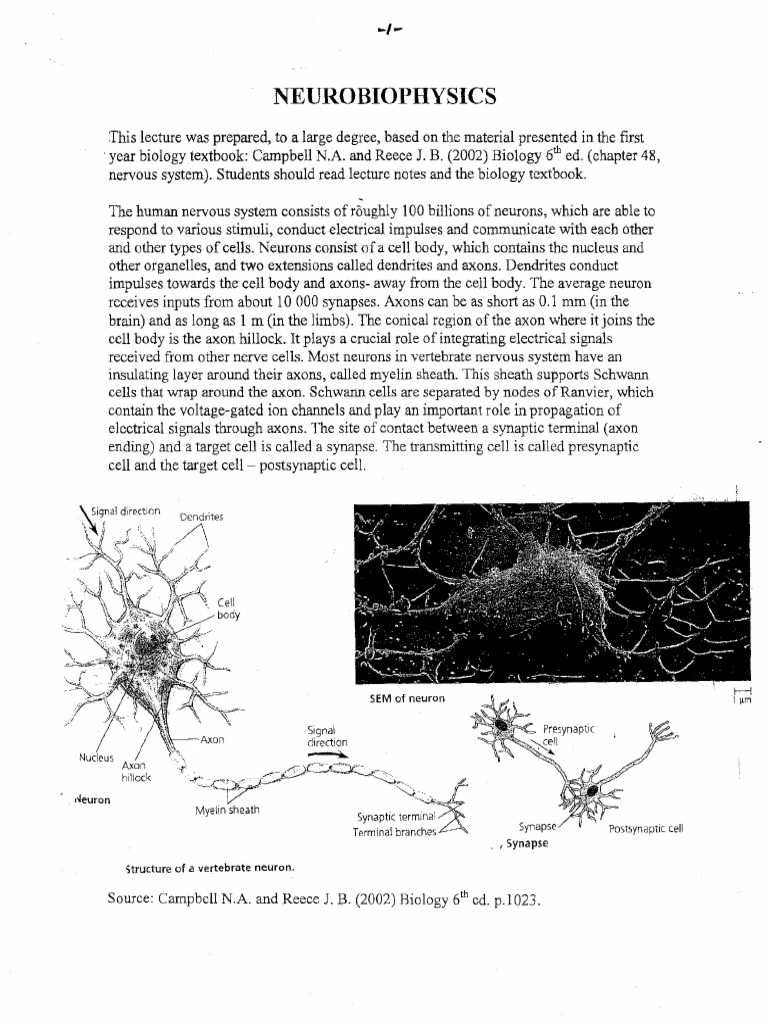 Neurons - Action Potential | PDF