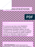 ESPERMATOGÉNESIS