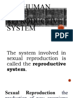 The Human Male Reproductive System
