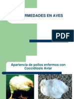 Enfermedades en Aves